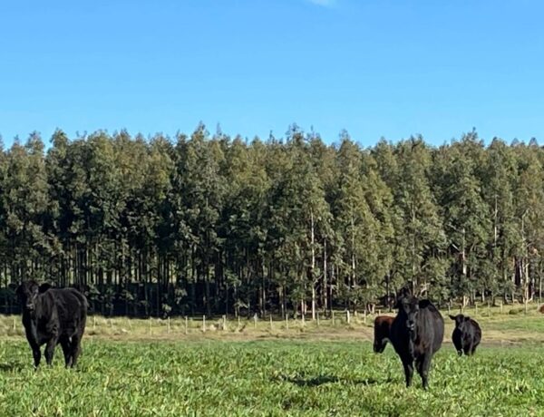 Farmland in Uruguay