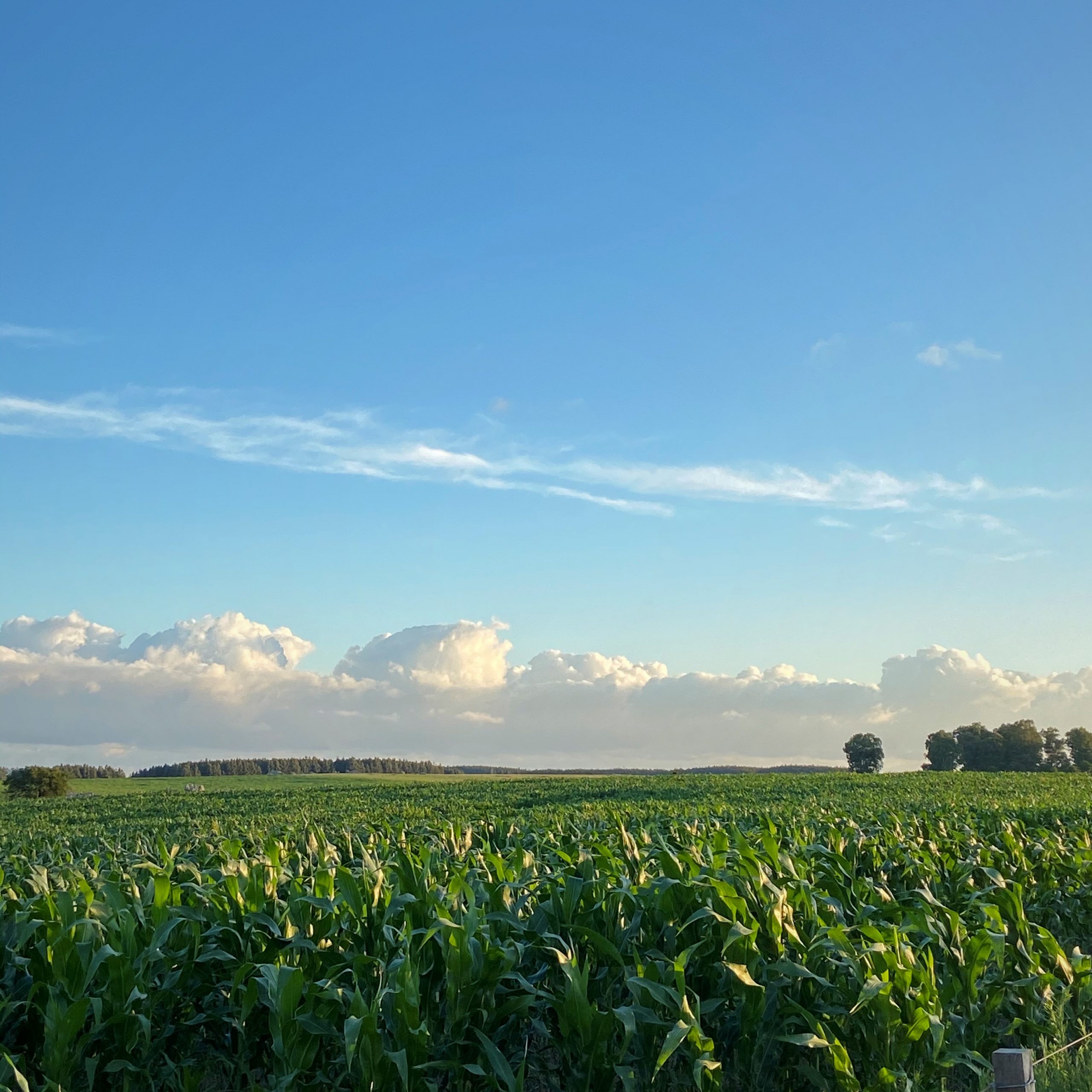 Sustainable farmland. Think about Uruguay