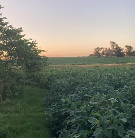 campo agricola en Uruguay. cultivo de soja