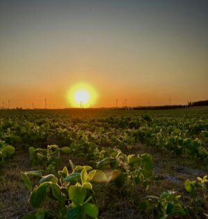 Uruguay. Pais para invertir en campo. Farmland investment.