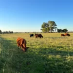 Cattle Land on Sale in Uruguay