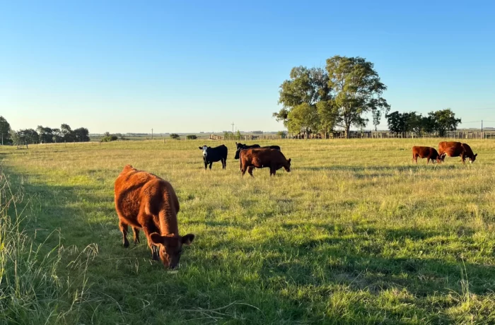 Cattle Land on Sale in Uruguay