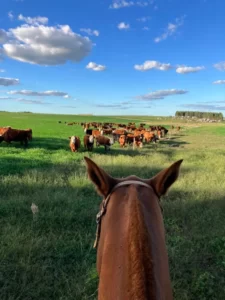 Vista de campo y ganado desde el caballo