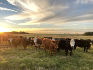 Ganado bovino en campo en venta en Uruguay
