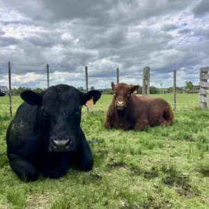 dos toros en campo de Uruguay