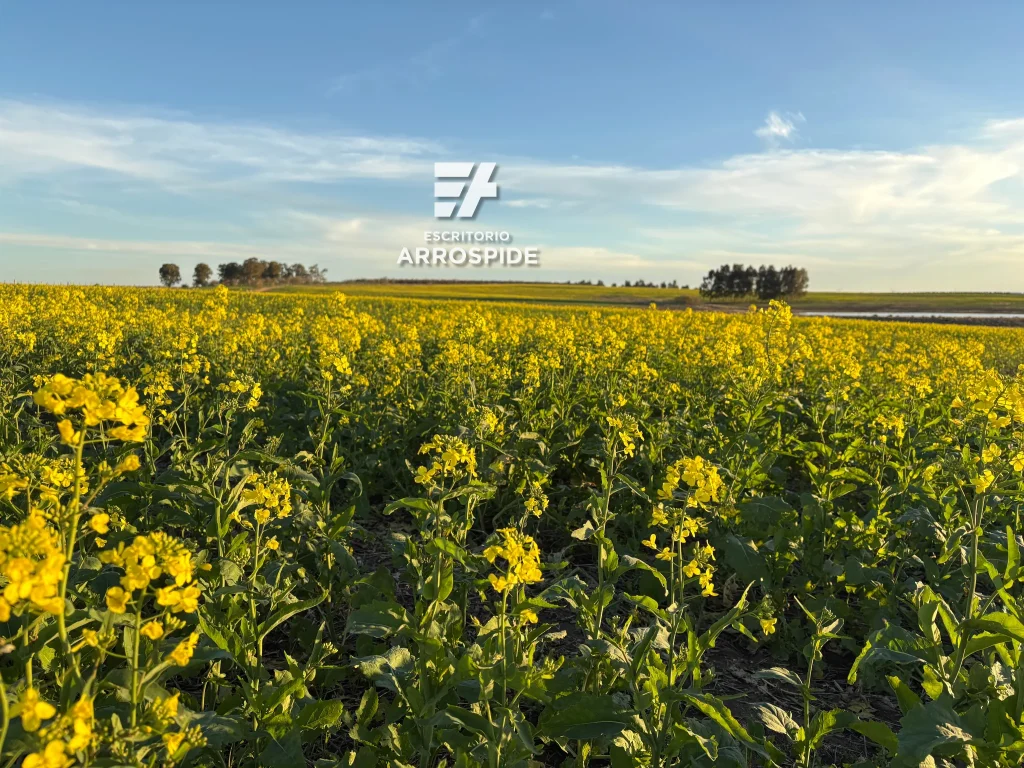 Vista de un campo uruguayo con canola forestación y agua natural. Tierra productiva en Uruguay