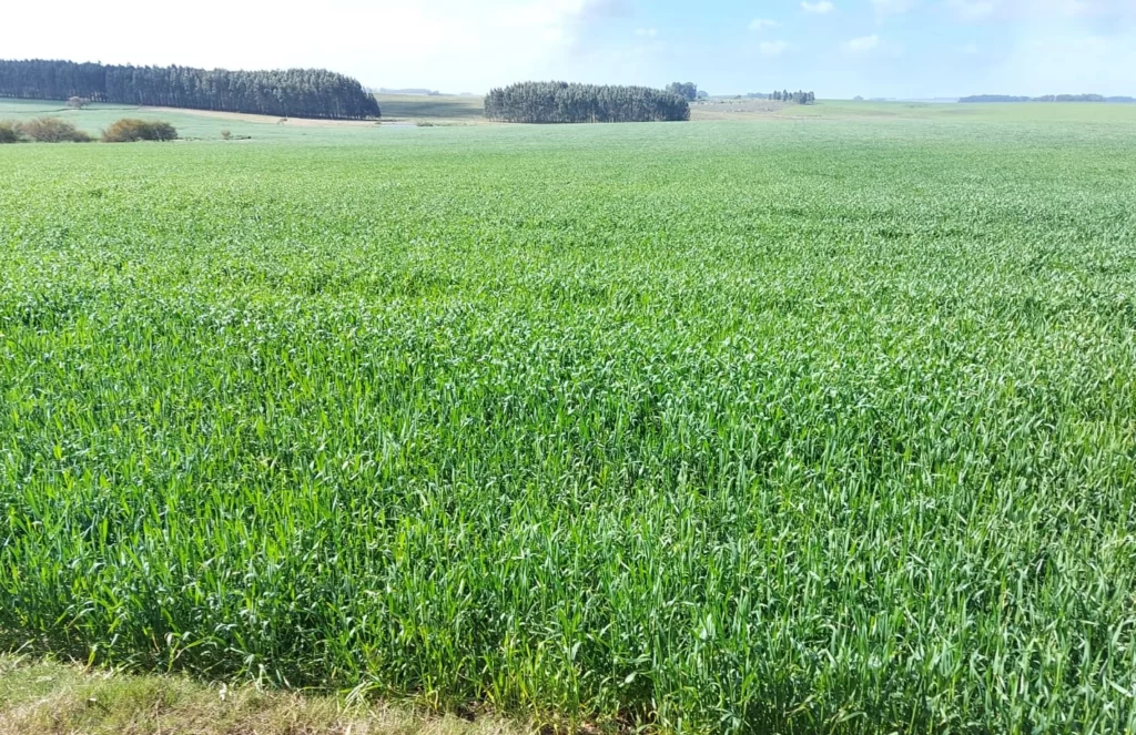 Venta de campo en Florida. 110 hectáreas agrícola ganadero