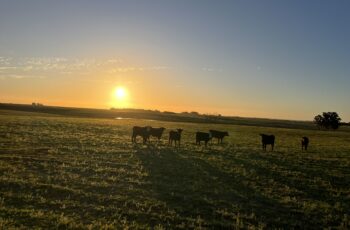 Rural Land For Sale in Uruguay