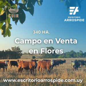 Campo En Venta En Flores Uruguay con ganado bovino en pradera rural 
