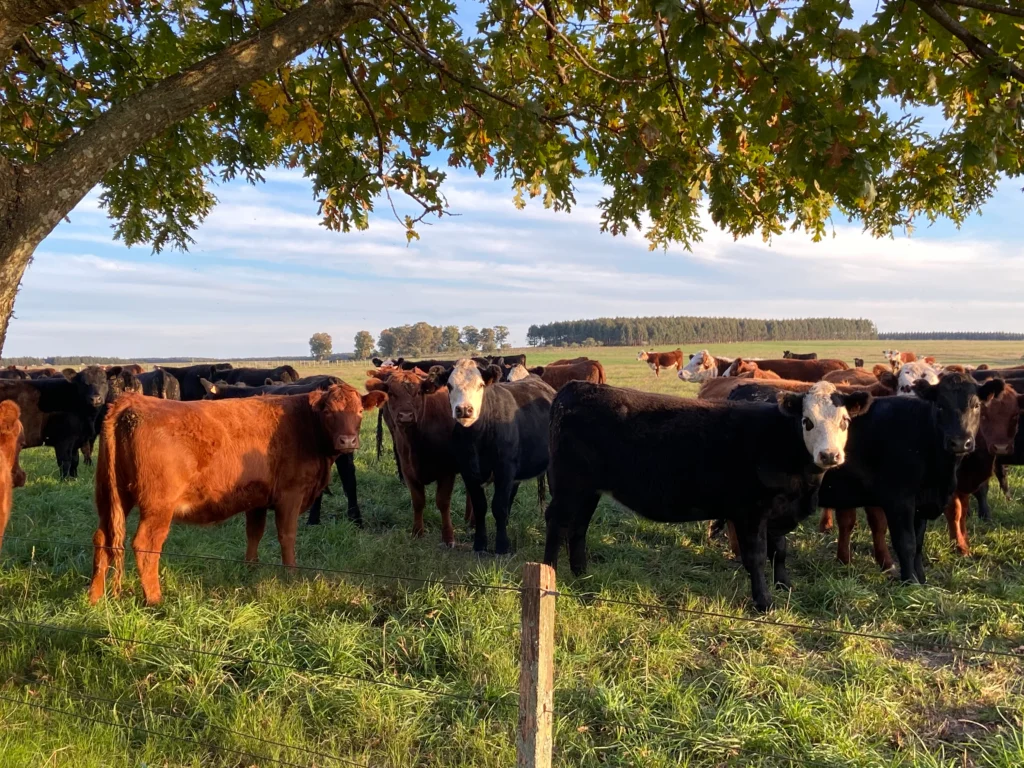 Campos en venta en Uruguay: una inversión rentable y segura