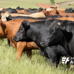 Campo con ganado vacuno en Uruguay. Vista de un lote de novillos Angus negros y rojos