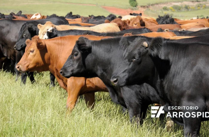 Campo con ganado vacuno en Uruguay. Vista de un lote de novillos Angus negros y rojos