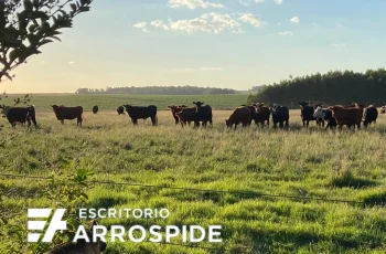 Campo Ganadero En Venta En Uruguay. Vista de ganado en pastura y monte detrás.