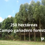 Vista de campo ganadero-forestal en venta Florida. Imagen de Eucaliptus plantados en suelo tipo 2