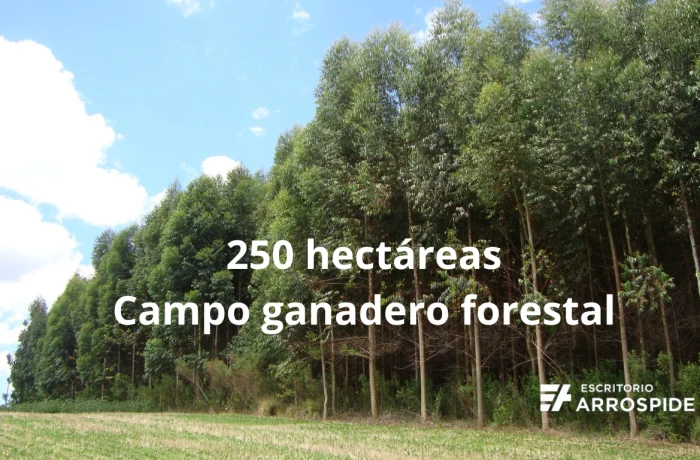 Vista de campo ganadero-forestal en venta Florida. Imagen de Eucaliptus plantados en suelo tipo 2