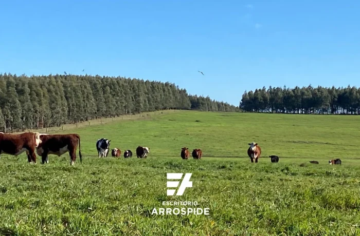 Vista de Campo Ganadero Forestal en Venta en Florida Uruguay