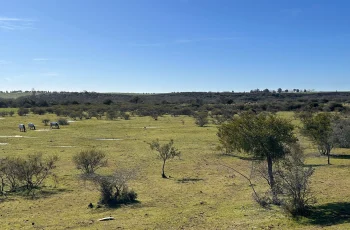Chacra de 40 hectáreas Montevideo rural vista aérea