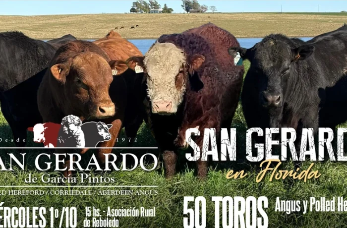 Remate de toros San Gerardo 2025 en Asociación Rural de Reboledo Florida”