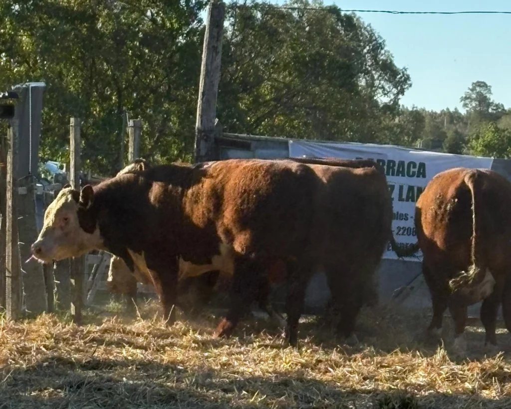 Toro Hereford en el ruedo de remate de ESCRITORIO ARROSPIDE Y SAN GERARDO