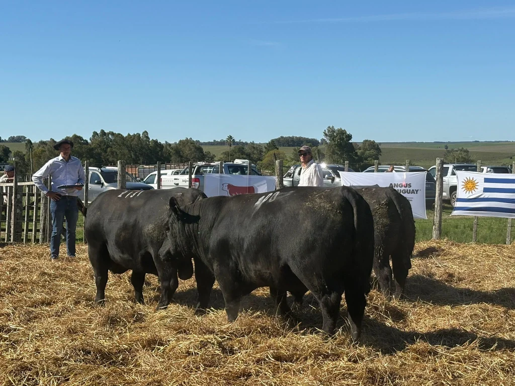 Vista de dos toros Angus negros en el ruedo del remate y Diego Arrospide