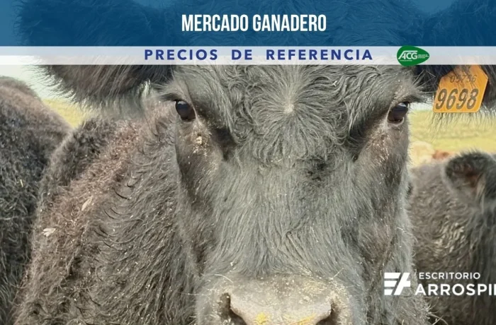 foto de novillo de engorde a corral en campo ganadero en Uruguay