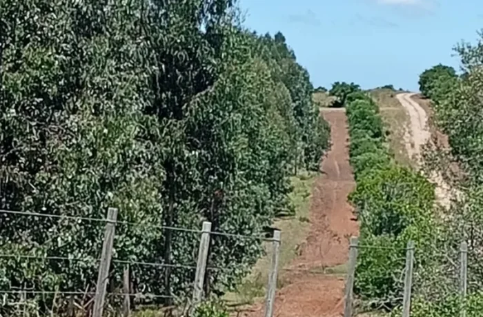 Farmland view with Eucalyptus Arrospide