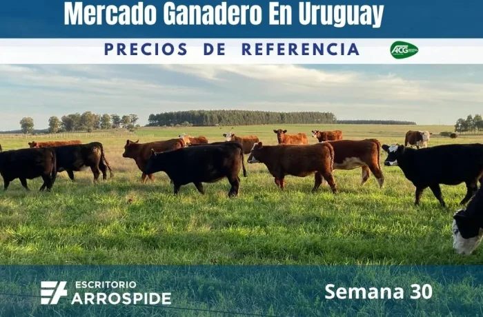 informe de precios del mercado ganadero Escritorio Arrospide semana 30