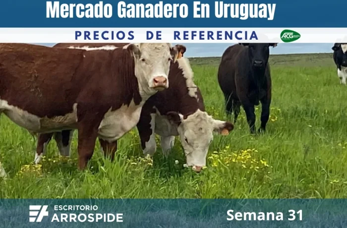 acienda vacuna en campo uruguayo — mercado ganadero semana 31 agosto 2026