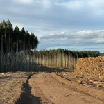 Vista de campo forestal con camino de tierra y fardos en Rocha y Maldonado, Uruguay