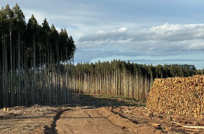 Vista de campo forestal con camino de tierra y fardos en Rocha y Maldonado, Uruguay