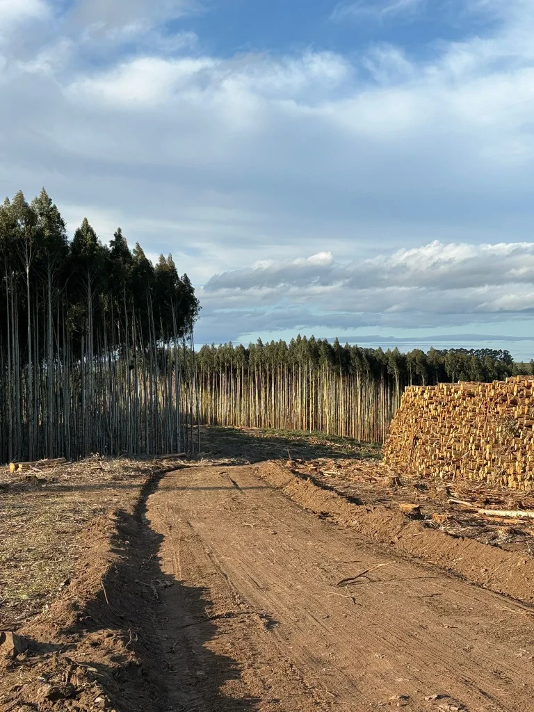 Vista de campo forestal con montes de Eucalyptus,  camino de tierra y fardos en Rocha y Maldonado, Uruguay