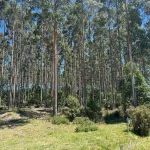 Ubicación de la plantación forestal en venta en Rocha y Maldonado, Uruguay