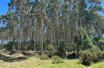 Ubicación de la plantación forestal en venta en Rocha y Maldonado, Uruguay
