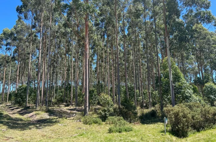 Ubicación de la plantación forestal en venta en Rocha y Maldonado, Uruguay