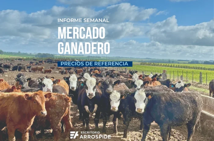 informe semanal de precios del mercado ganadero en Uruguay con precios por categoria de Escritorio Arrospide. Precios de novillos vacas y terneros