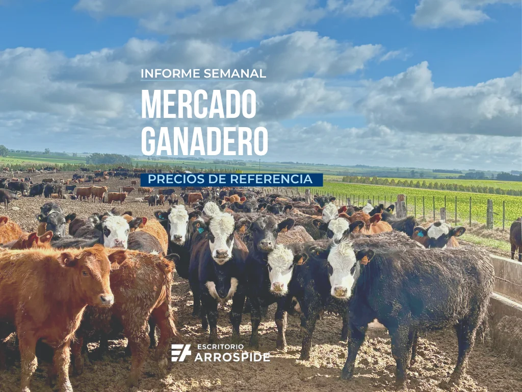 informe semanal de precios del mercado ganadero en Uruguay con precios por categoria de Escritorio Arrospide. Precios de novillos vacas y terneros