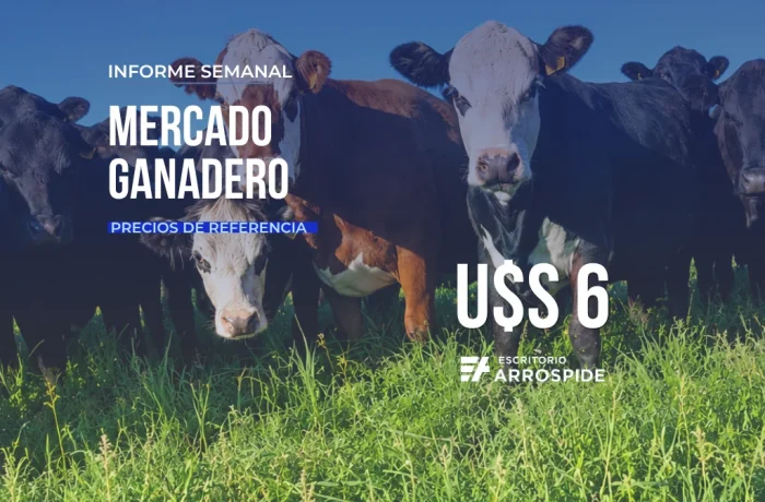Novillo de punta en Uruguay alcanza los US$ 6 por kilo, en mercado ganadero Uruguay semana 33 de 2026 Escritorio Arrospide