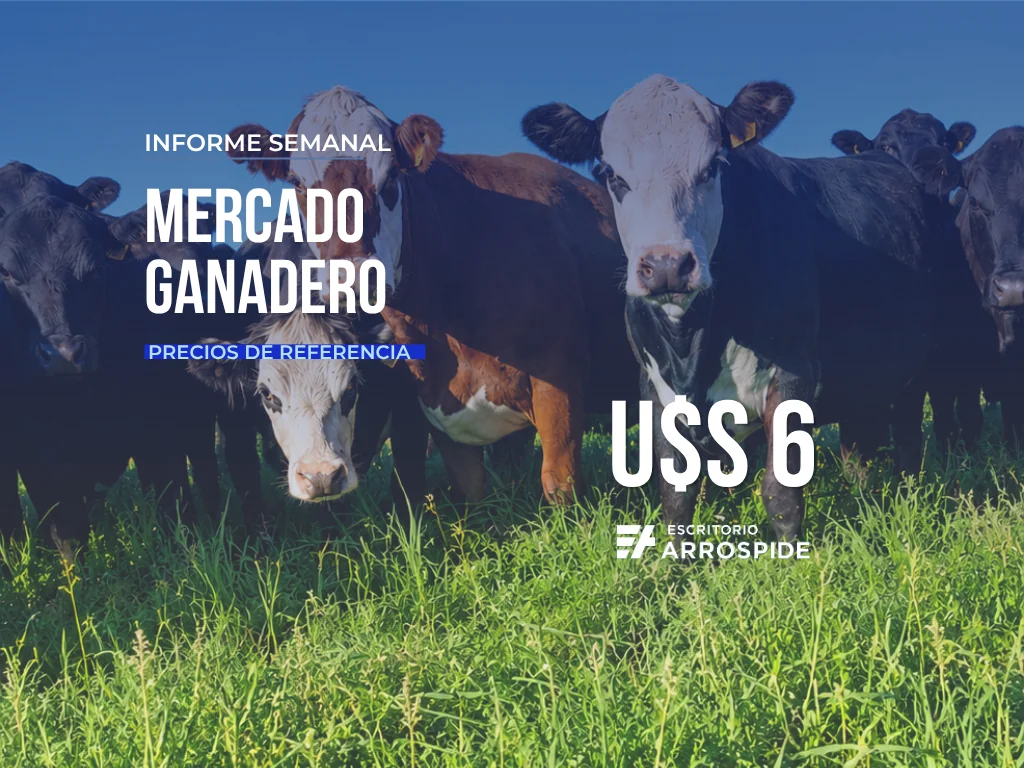 Precios Mercado Ganadero Uruguay: Actualizados Semana 33