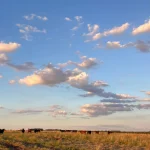 Vista de campo en venta en Uruguay con pasturas naturales y ganado bovino