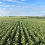 Vista de suelos de la estancia en venta en Uruguay con cultivos permanentes