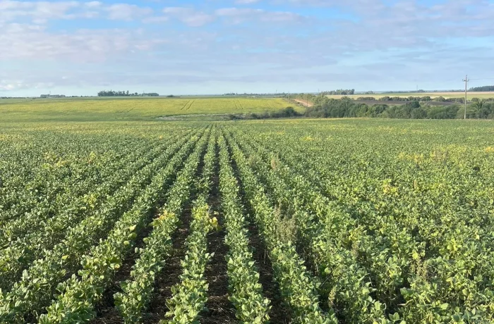 Vista de suelos de la estancia en venta en Uruguay con cultivos permanentes
