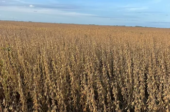 Vista de estancia en venta en Florida de 680ha con plantación de soja