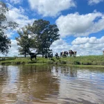 Campo en venta con ganado y aguadas en Canelones, Uruguay