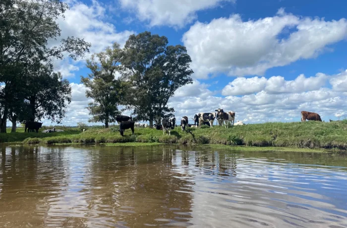 Campo en venta con ganado y aguadas en Canelones, Uruguay