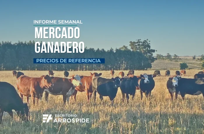 Informe semanal de precios de mercado ganado en Uruguay por Escritorio Arrospide