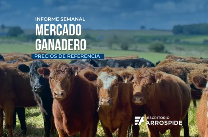 Mercado Ganadero Uruguay Precios Escritorio Arrospide