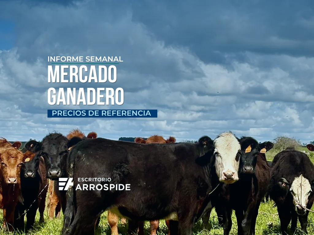 Precios del ganado en Uruguay: octubre abre al alza | Semana 40