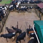 Vista de instalaciones de trabajo con ganado en campo en venta de canelones