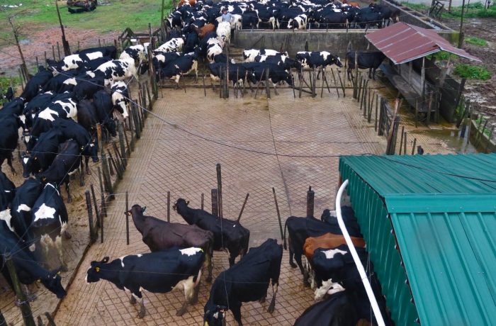 Vista de instalaciones de trabajo con ganado en campo en venta de canelones