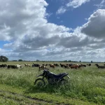 Ganado bovino en establecimiento rural de Canelones, Uruguay